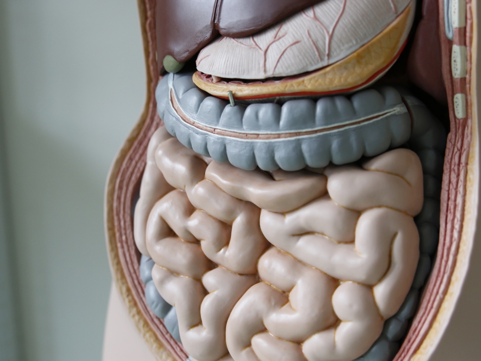 Ученые обнаружили связь между микробиотой кишечника и депрессией при биполярном расстройстве